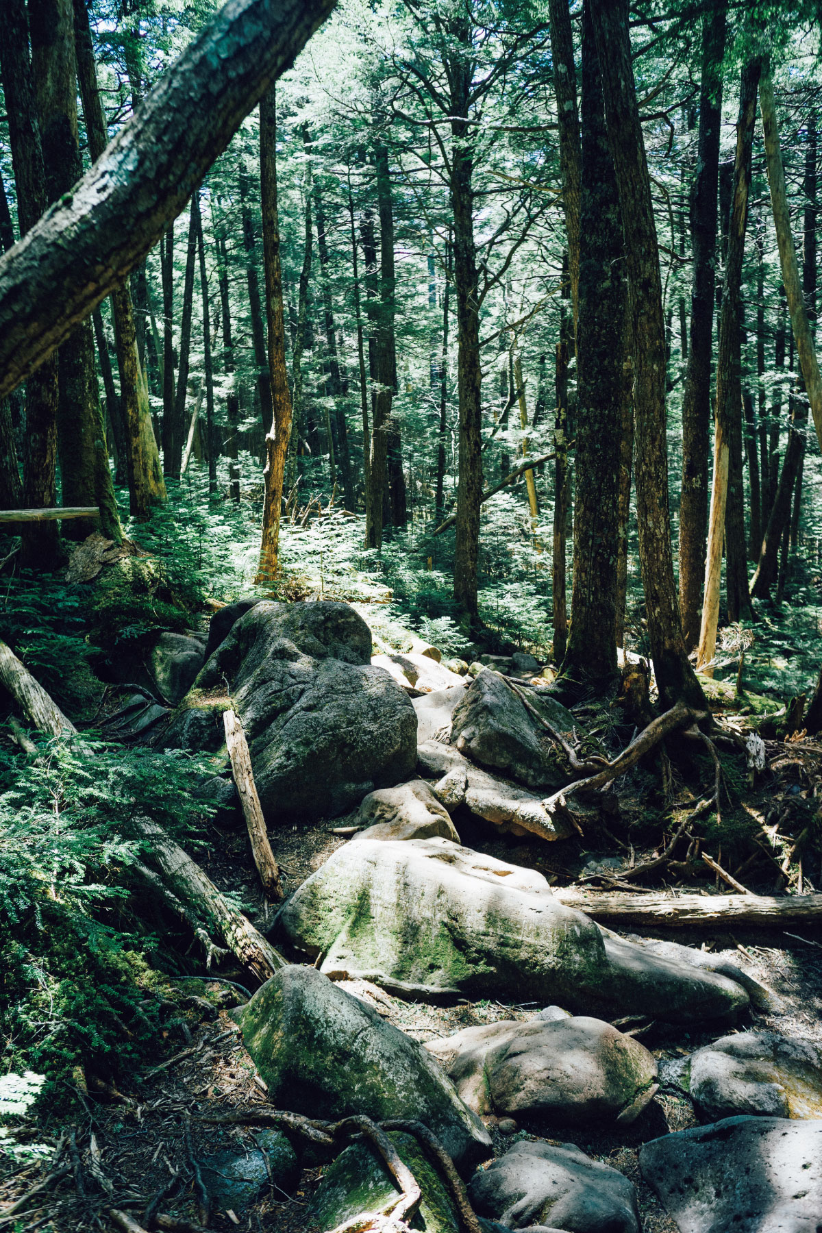 穏やかな針葉樹の森が続く登山道